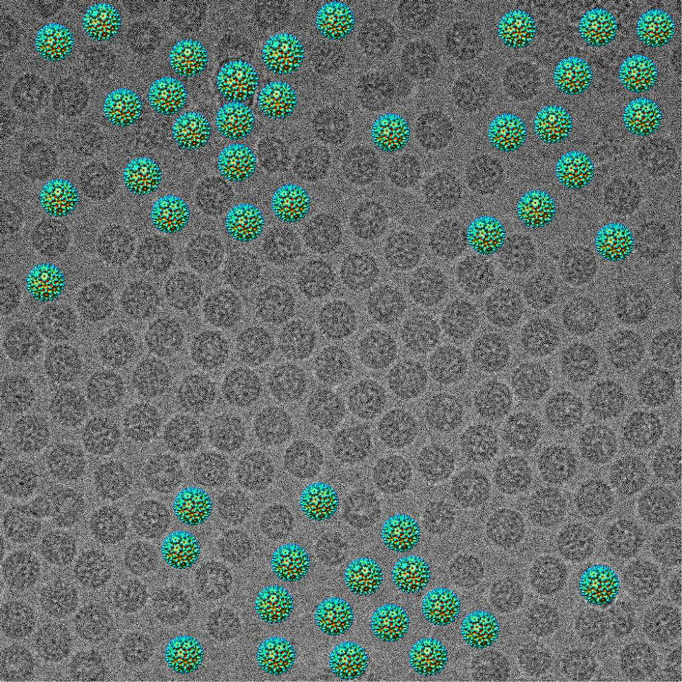 3D-реконструкция вируса гепатита B. (Daniel Beniac/FEI Image Contest)