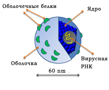 Структура вируса гепатита (ВГС)